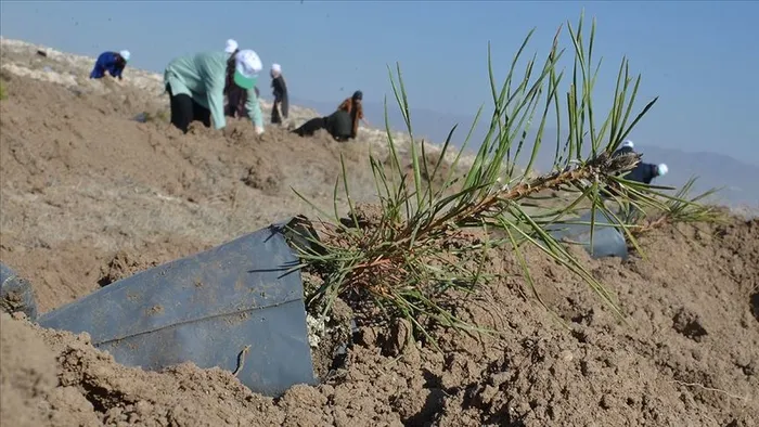 gelecege-nefes-kampanyasi-2025te-ne-zaman-fidan-bagisi-ucretli-mi-nasil-yapilir-1761189581991.jpg A Haber Foto Arşiv