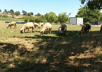 O ilçeye hayvan giriş çıkışı yasaklandı! 21 gün karantina! Şimdi de şap ve çiçek hastalığı...