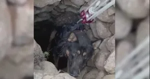 Datça’da kuyuya düşen köpek kurtarıldı