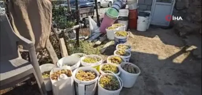 Siirt'te iskambo pekmezinin yapımı kamerada
