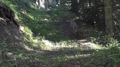 DKMP paylaştı! Doğanın saklı yaşamı