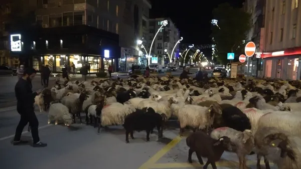 Yüzlerce koyun kent merkezine indi | Sosyal medyada çok konuşulan görüntüler - 4