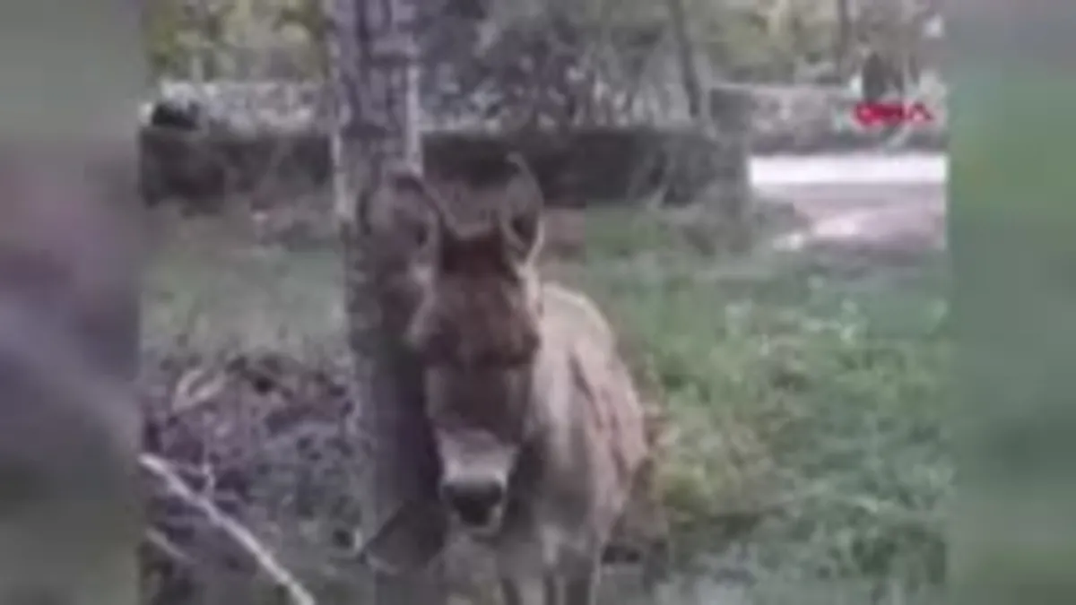 Yolda yürüyen kadını eşek ısırdı! Hastanelik oldu