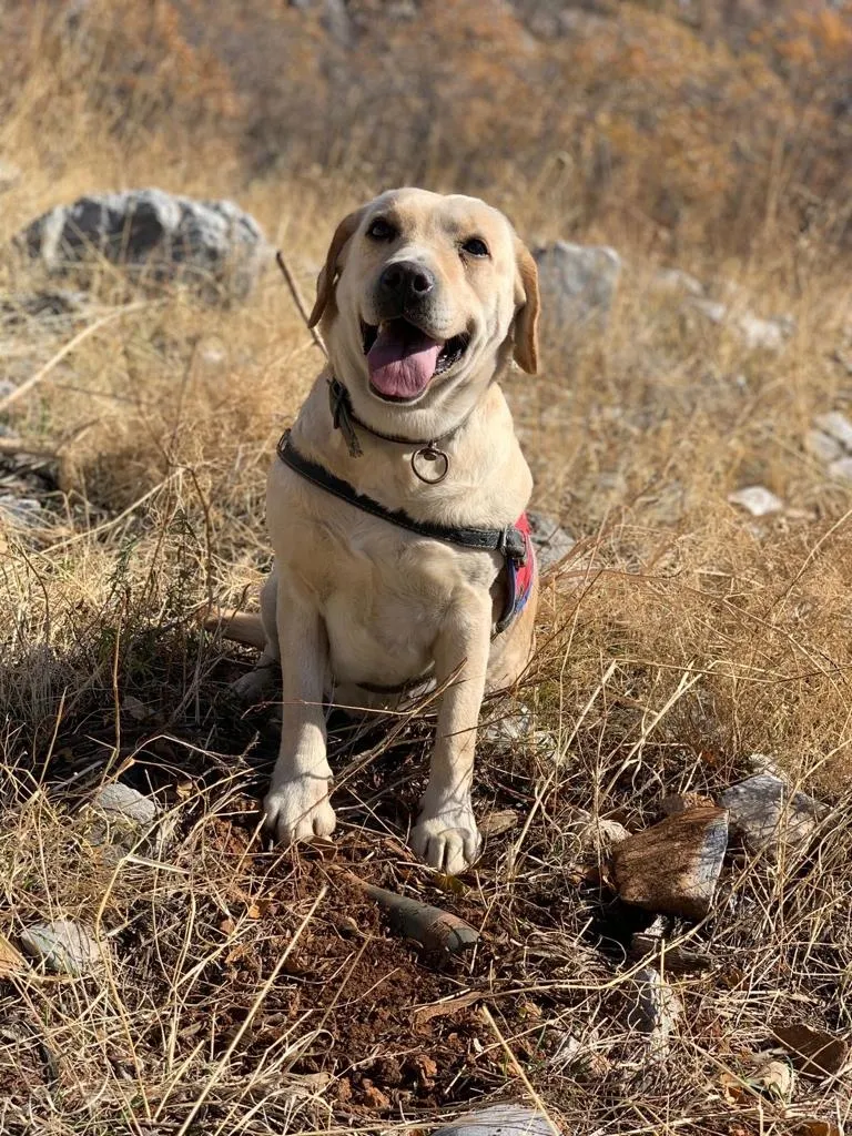 Son dakika: Bakanlık duyurdu! Bitlis’te Yıldırım-16 Sehi Ormanları’ operasyonu başlatıldı