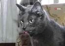 Dört kulaklı kedi Midas sosyal medyada ilgi odağı!