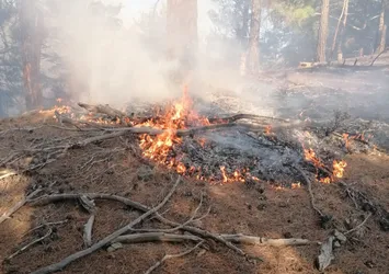 Son dakika: Adana'da orman yangını
