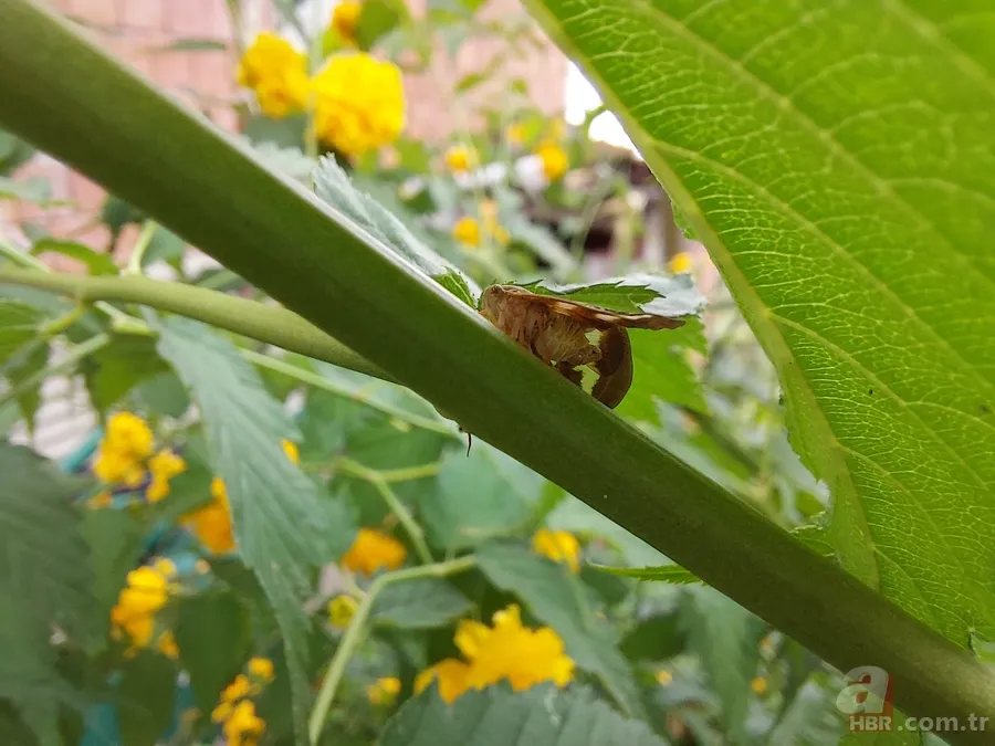 Çiftçilerin kabusu: Vampir kelebek! Artan sıcaklıklar ile yeniden ortaya çıktı 4