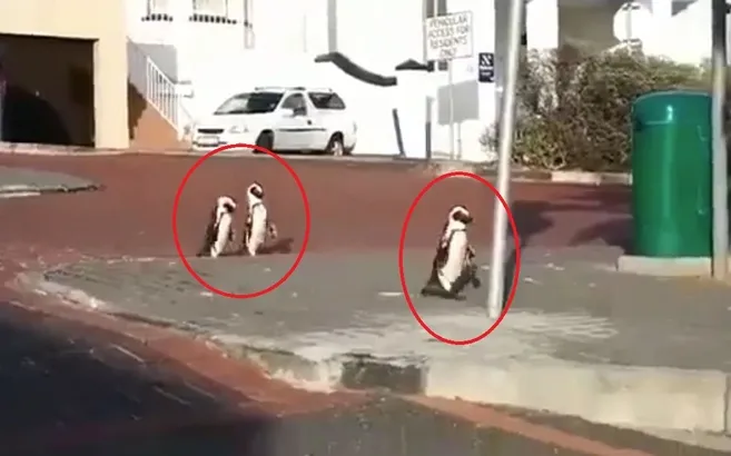 Koronavirüs nedeniyle boşalan sokaklarda penguenler geziyor |Video