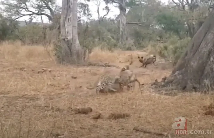 Şanssızlığın böylesi! Leopar avladı, vahşi köpekler parçaladı, sırtlanlar yedi!