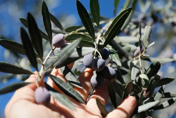 Zeytin çekirdeğini sakın atmayın! Bademcik iltihabının faydası onda saklıymış! Her gün 1 adet...