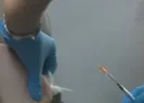 Yerli aşıya yoğun ilgi!