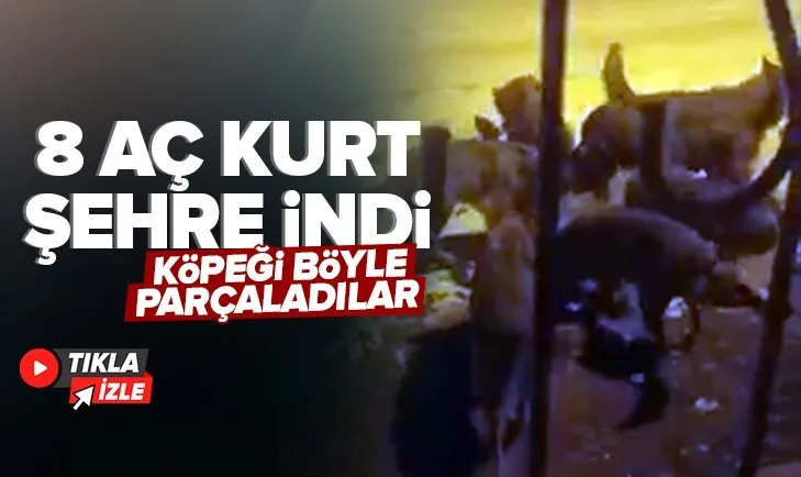 Sivas’ta köye inen 8 kurt köpeği parçaladı! O anlar kamerada