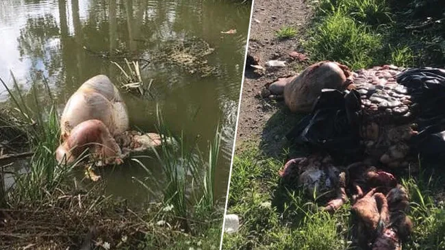 Sakarya'da çevreye atılan kurban atıklarına vatandaşlardan tepki - 1