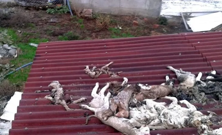 Edirne’de hayvan ölümleri tedirgin ediyor