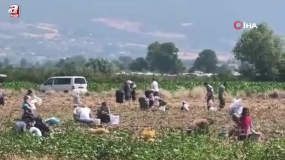 Bursa’da patates tarlasındaki ürünleri ücretsiz dağıttı