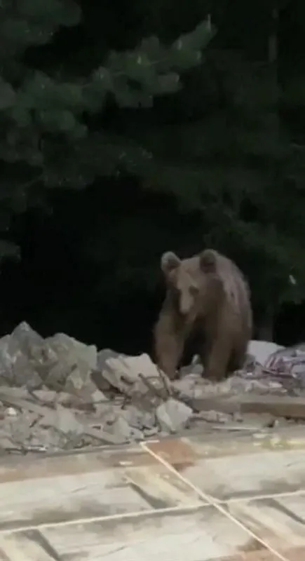 Son dakika: Yiyecek bulamayınca günlerdir kapıya kadar geliyor! Bölge halkını tedirgin eden hayvan böyle görüntülendi