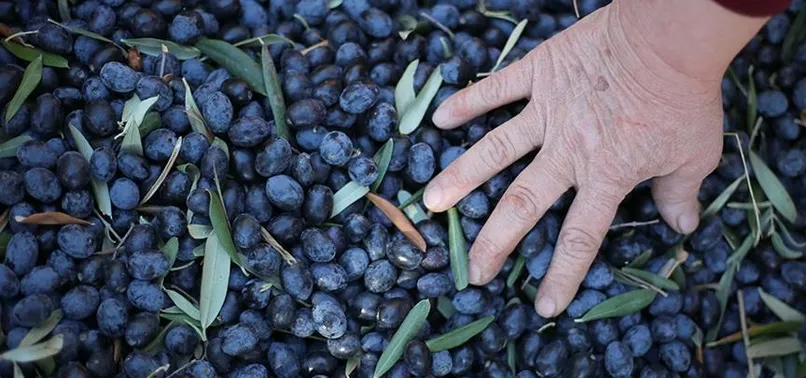 Zeytin üreticilerine müjdeli haber
