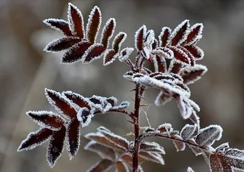 Meteorolojiden zirai don uyarısı