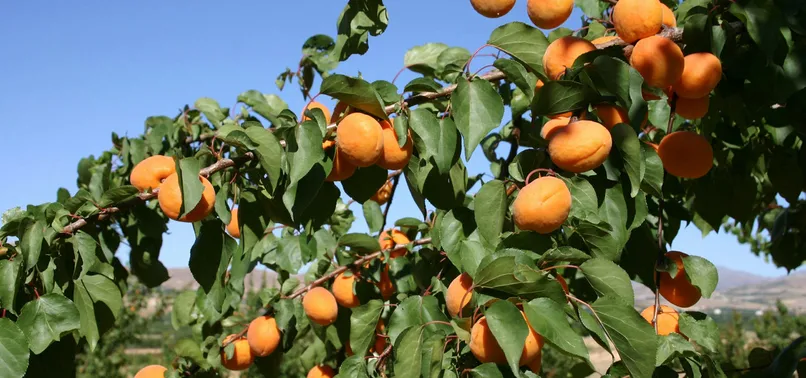 Malatya kayısısı dünya markası