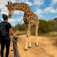 Bisikletli gence zürafa şoku