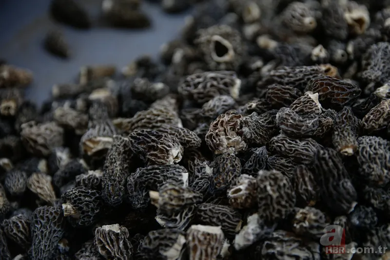 Türkiye'de yetiştirilip Avrupa'ya gönderiliyor! Kilosu 250 avroya satılıyor... 3