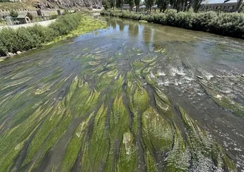 Sıcakların etkisiyle Çıldır Gölü'nde yosun oluştu