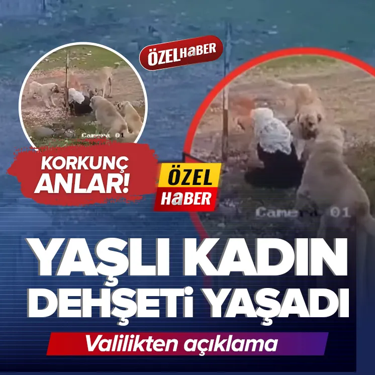 Başıboş köpek dehşeti! Yaşlı kadına saldırdılar