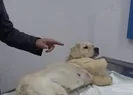 İki bacağı kesilen yavru köpeğe işkence...