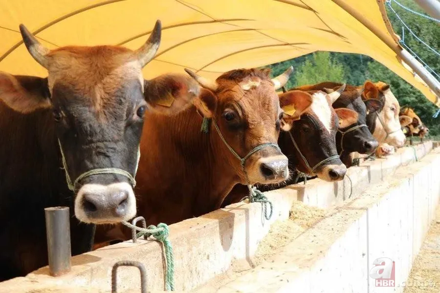 Kurbanlık Fiyatları 2024 | Koyun, keçi kurbanlık bedeli ne kadar, kaç TL? Küçükbaş hisseleri... 8