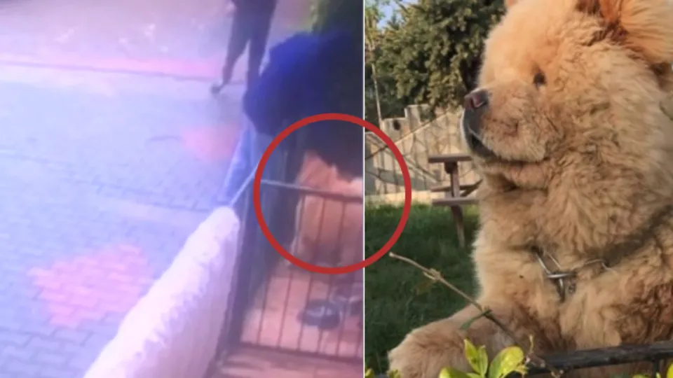 Herkül’ü önce sevip sonra çaldılar