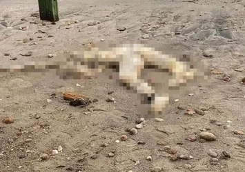 Muğla sahilde kan donduran cinayet! Kafası kesilip atılmış