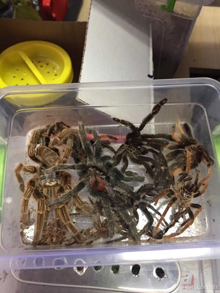 Terör operasyonundan tarantula çıktı 18