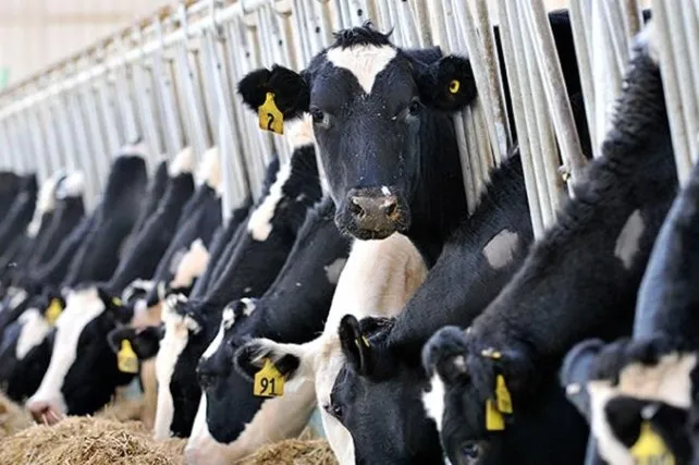 iklim-kanunu-uzerinden-yapay-et-ve-turkiyede-hayvanciligi-bitirecekler-iftiralarina-tepki-hicbir-zaman-gundemi-1755450965188.jpg Fotoğraf-AA Arşiv