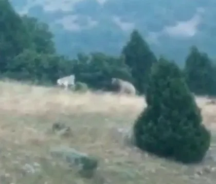 Vahşi doğa belgesellerini aratmayan görüntüler Türkiye’den! Kangal köpekleri ayıyı böyle pusuya düşürdü