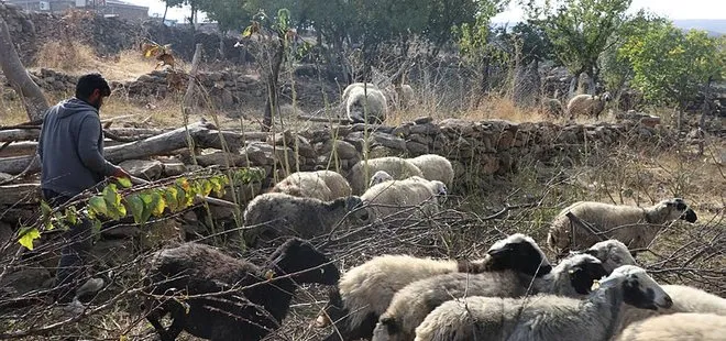 Diyarbakır’da köye inen kurt sürüsü 18 koyunu telef etti