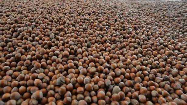 il-il-findik-fiyatlari-ne-kadar-oldu-11-kasim-giresun-ordu-sakarya-trabzon-findik-fiyatlari-kac-tl-tmo-findik-1668152966634.jpg İl il fındık fiyatları ne kadar oldu? 11 Kasım Giresun, Ordu, Sakarya, Trabzon fındık fiyatları kaç TL? TMO fındık alım fiyatı! - 4