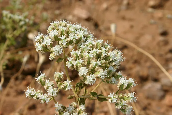 Türkiye’nin tıbbi aromatik bitkilerden geliri 150 milyar dolar olabilir