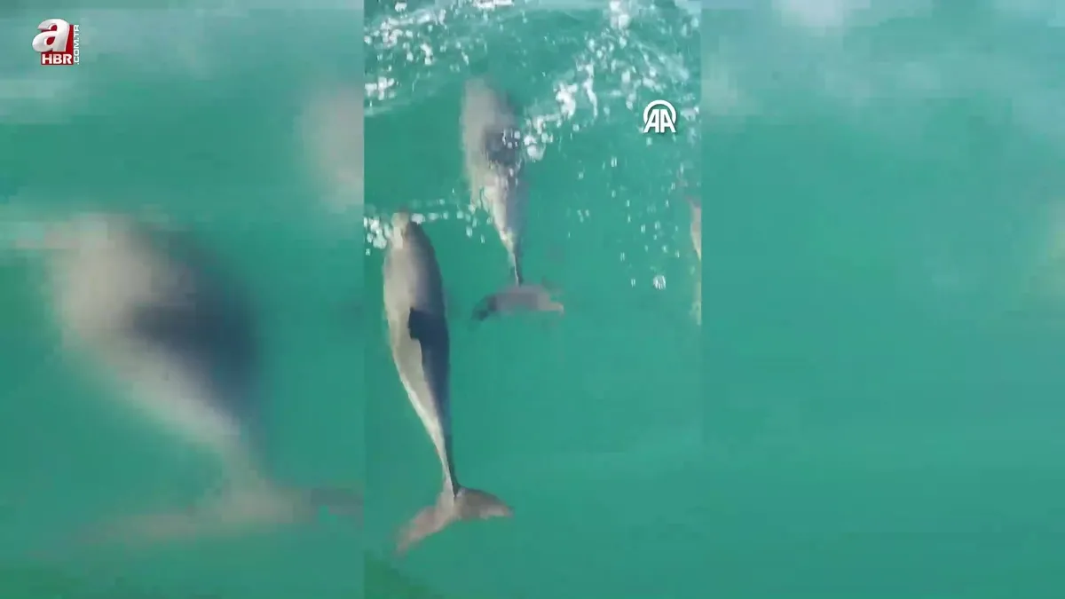 Sakarya’da balıkçı teknesine eşlik eden yunuslar kamerada