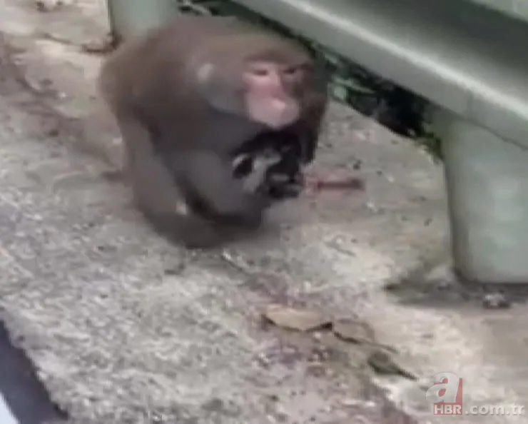 Maymun böyle kaçırdı! Halk seferber oldu 4