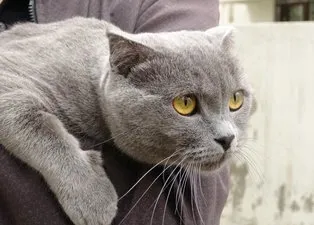4.kattan aşağı atlayan kedi 4 ayak üzerine düştü! O anlar güvenlik kamerasına yansıdı