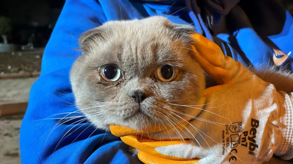 Hatay'da mahsur kalan kedi kurtarıldı!