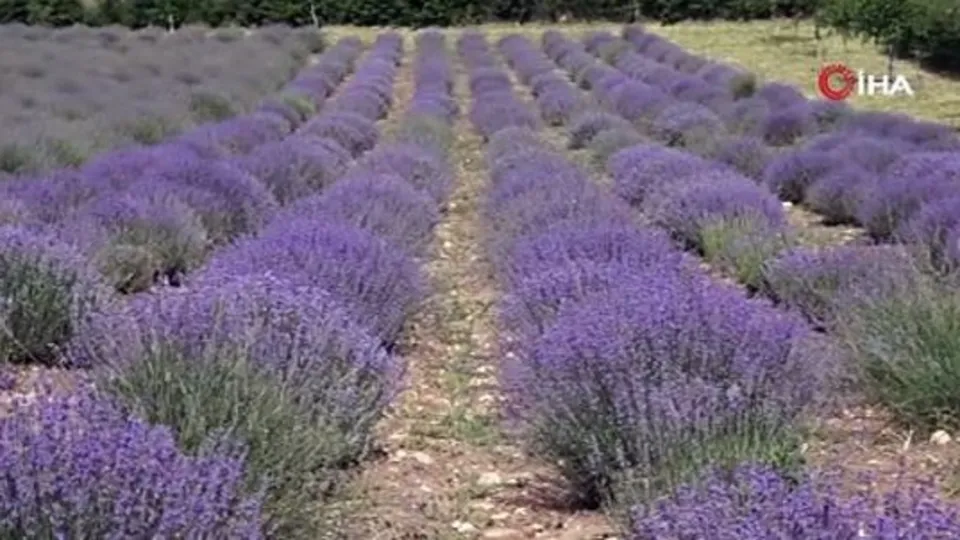 Tokat’ın lavanta bahçeleri
