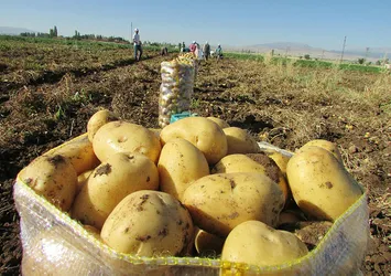 Patates fiyatındaki artışın nedeni ne?