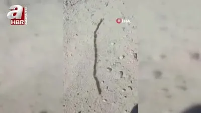 Yılan sandı gerçek çok başka çıktı!