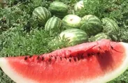 Hastanelik ediyor! Karpuzda görünmez tehlike...