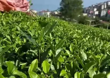 Çayda 4. sürgün geldi