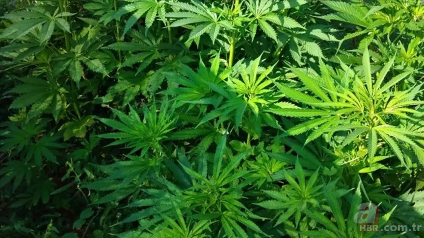 Tıbbi kenevir nedir, eczanelerde satılmaya başlandı mı? Sağlığa faydaları neler, hangi hastalıkların tedavisinde kullanılır? 3