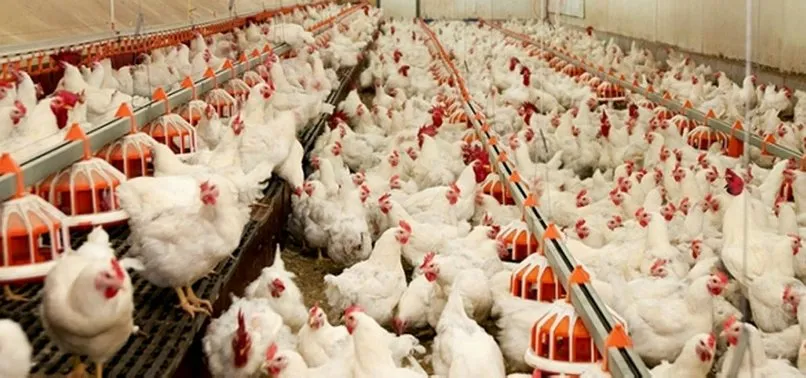 turkiye de bir ilk etci tavuk