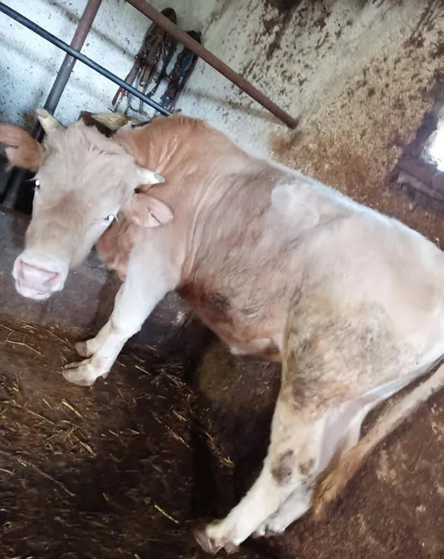 Yediği elmalar sonu oldu... İneğinin ölümüne kalbi dayanmadı