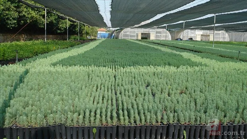 11 Kasım ne günü? Geleceğe Nefes fidan sahiplenme nedir, nasıl yapılır? gelecegenefes.gov.tr 4